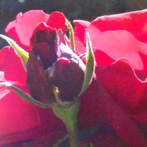 Meet your Posher, Susan